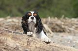 CAVALIER KING CHARLES 191